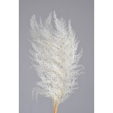 LACE FERN 16" x 6"  Bleached-